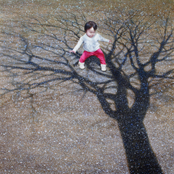 足立慎治「tree climbing」