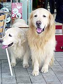 �T�[�r�X�G���A�ɂ�