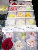 �v���U�[�u�h